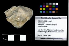 Foto (Objekt + Etikett) von Coelopus sp.  (NHMW-GEO-1990-0041-2999)